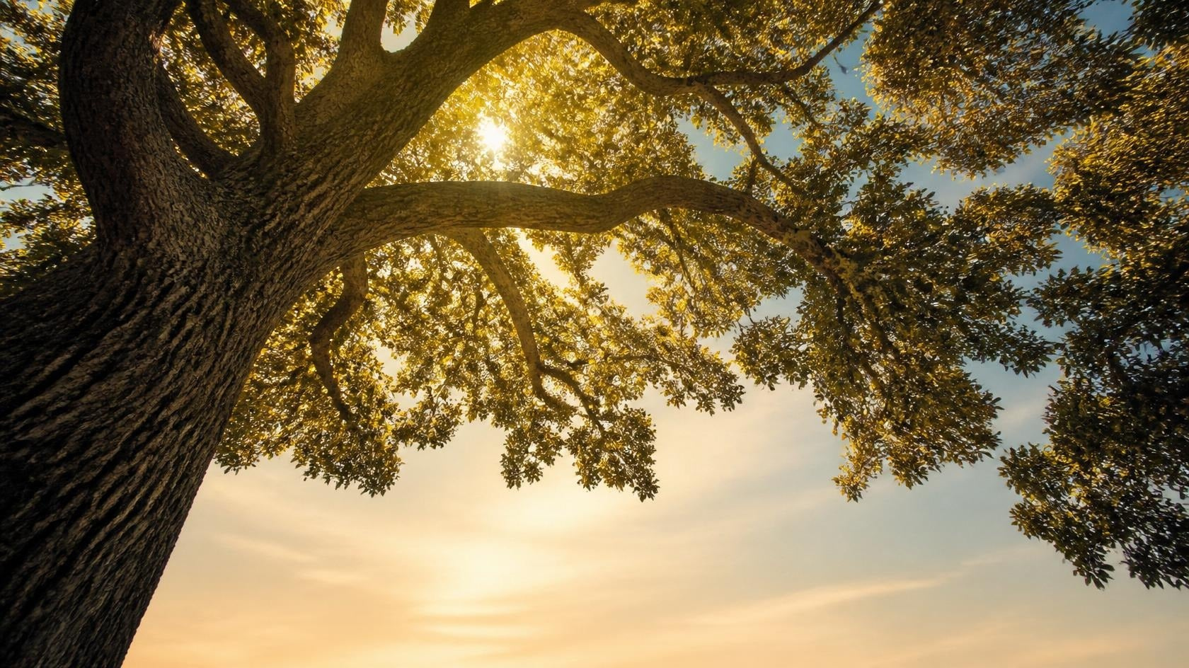 Soft morning light filtering through oak tree branches, evoking legacy, roots, and what we leave behind for the next generation.